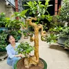 chungmabonsai