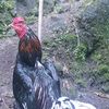 fajri_farm06
