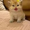 afifah.kannayah.r