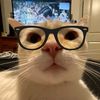 meowl0678