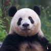 love panda