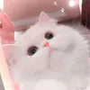 _bonggggggggggggg