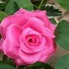 hoang.nguyenvo71