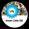 lilygreenlittlesill
