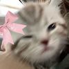 lea_1.2