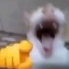 yomakshapphmhm