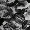 exojv1999