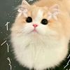 sayasukasayasuka001