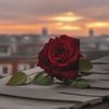 red.flower6653