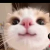 dolbab37