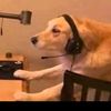 xxel.perro.gamer789xx