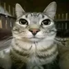a_random_guy_from