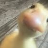 traderimalwatsngf