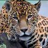 jussaragui3