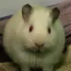 rutizattw