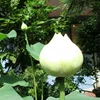 hoa.sen.trang5978