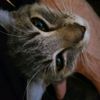 koshka864708