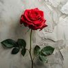 thabitha903