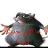 rato_arabe3