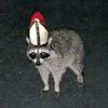 yourlocalracoon4