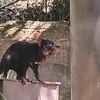 dogelover16