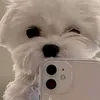 silvanadollani64