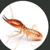 termite.with.no.k