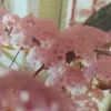 lycutehelloyou