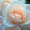 .gul.khan.111222223
