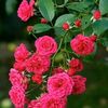 nayem.islam.1492