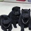 中华五黑犬全球可发货