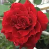 huyn04956