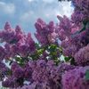 lera2017_1