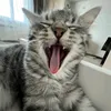 hor_seeee