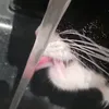 hbbjl8