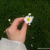 papatyam_m09