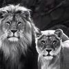haidar_mazloum2