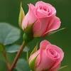 noor427803449