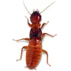 termite.number.74