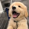 1mazing.doggy