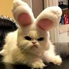 warbunny