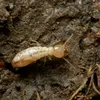 termiteofsomeknowlege