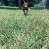 roxy.the.mini.dob