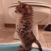 meow23687