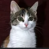 laufeecat49