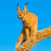 wildanimal267