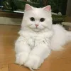 metoxt8