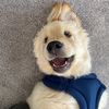 doghappy77