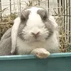 abigailthebun