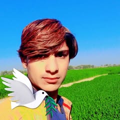 shahidali23438